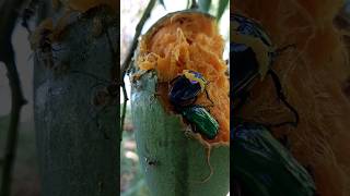 Insects eat a ripe mango.. 🥭🐞🪲 | #insects