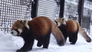 最近のまるちゃんギンちゃん　円山動物園の母娘レッサーパンダ