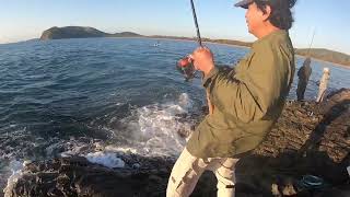 Spanish Mackerel off the rocks