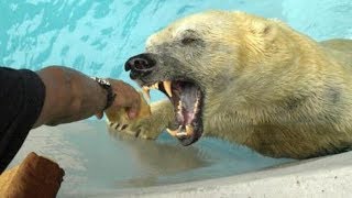 Top 9 Deadliest Animals of the Arctic