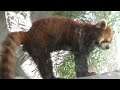 動物園ズーラシアに行ってきた・週１エアガン以外の動画公開・マック堺のレビュー動画