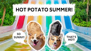 Dogs Throw a Pool PARTY!