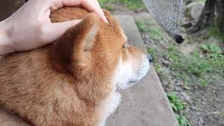 落ち込む柴犬しかまるのアフターケア