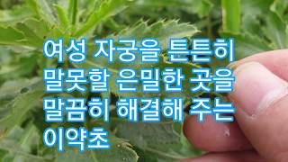 조뱅이효능/ 여성자궁튼튼 외음부부스럼 가려움증 어지럼증 항바이러스 항암 효능