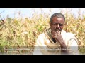 Scaling up forage varieties in SIMLESA Ethiopia sites