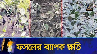 অতিবৃষ্টিতে পাবনায় ফসলের ব্যাপক ক্ষতি | Maasranga News