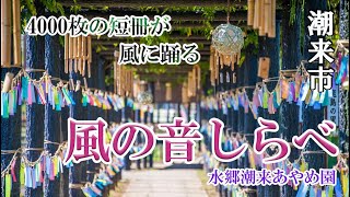 潮来市 風の音しらべ2021 水郷潮来あやめ園 4k映像