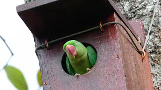 นกแก้วโมง ฝูงสุดท้าย   Alexandrine parakeet Psittacula eupatria  #นกแก้วโมงฝูงสุดท้าย #Alexandrine