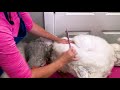 essential poodle combing tutorial