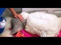 Essential Poodle Combing Tutorial