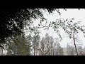 about two hundred seventeen minutes of snow bamboo birch. no slo mo.