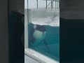 すみっこからガン見するルーナ🤣💦今日は名古屋港水族館のリンちゃんの10歳のお誕生日おめでとう🎂🎉詳細は概要欄に😊✌️