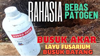 LUAR BIASA‼️CUKUP 5 MENIT BEBAS BUSUK AKAR FUSARIUM - CARA AMPUH MEDIA TANAM #ANGGUR SUBUR.