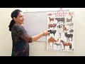 Learn domestic animals name