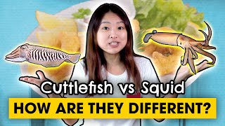 Sotong, Squid vs Cuttlefish, You Won't Mix them up after Today