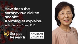 How does the coronavirus sicken people? A virologist explains: Scripps Research COVID-19 updates