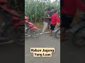 Kebun Jagung Yang Luas