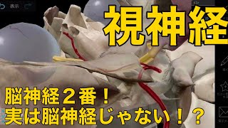 【視神経】脳神経2番！実は脳神経じゃない！？