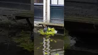 Cute Coot cooperation