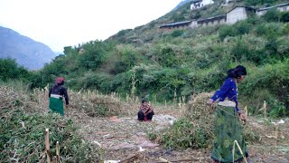 dharme family working in the farm house || rural Nepal || @ruralnepall