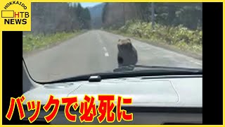 「バックで必死に逃げた」運転中クマとばったり　1分ほど追いかけられる　北海道八雲町～厚沢部町の道道で