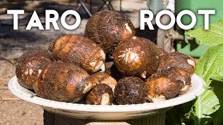 Growing Taro Root Plant - Tips & Harvest