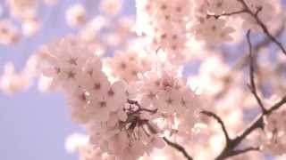 満開の桜　小松乙女  Japanese Cherry Blossom