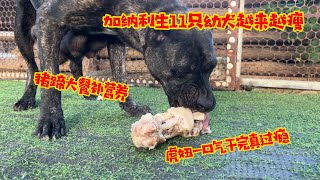 加纳利生11只幼犬越来越瘦，猪蹄大餐补营养，虎妞一口气干完真过瘾