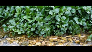 Heritage Open Days 2020 - The Watercress Company