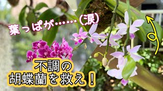 【軟腐病？！】胡蝶蘭の急な病気対策にはキッチンのアレが使える！【今すぐやって】