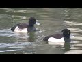 tufted duck aythya fuligula kuifeend den bommel zh the netherlands 20 dec 2024 *13*