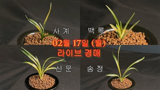 명품난초경매TV_더란_25년 02월 17일, 더란티비에서 만나는 특별한 명품 난초 셀렉션