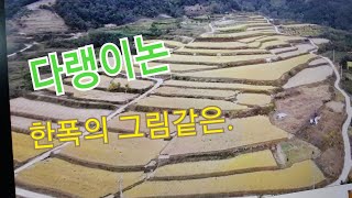 다락논의 황금빛 가을/예술같은 만추의 다락논을 돌아본다