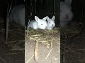 RABBIT, OMG Animals SOO Cute! AWW Cute baby animals, CUTEST moment of the Animal Planet 兔子 #588