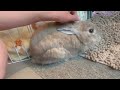 【うさぎ】耳の付け根マッサージが大好きなラッキーさん【rabbit】