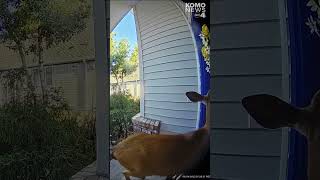 Curious deer plays ding-dong-ditch in Ocean Shores neighborhood