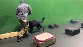 Explosive Detection with K9 Kato The Bomb Dog