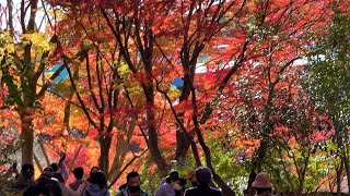 4K【神戸市立須磨離宮公園の紅葉/2021】11/28(日)