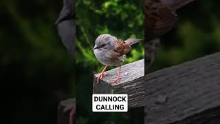 Dunnock Calling