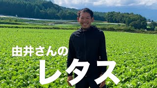 【旬の美味しさにこだわる旬すぐ（国産100％）】（長野県川上村）鮮度抜群で瑞々しいレタス