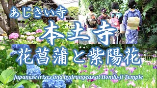 あじさい寺 本土寺 美しいお寺の花菖蒲と紫陽花 /japanese iris and hydrangeas at Hondo-ji Temple/June 3, 2024/4K