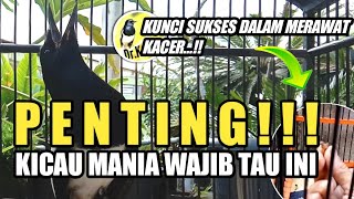 PENTING!!! KUNCI SUKSES MERAWAT KACER | PAHAMI BETUL BETUL? | DR KACER