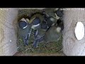 kohlmeisen nestcam live ausflug steht bevor