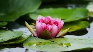 日本睡蓮, 縮時攝影(見沼自然公園 )  Water lily. Time lapse