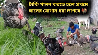 টার্কি মুরগি পালন করতে হলে প্রথমে ঘাসের যোগান ধরা লাগবে 🦃|| টার্কি মুরগি খামার || টার্কি মুরগি পালন