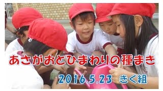 はちまん保育園(福井市）きく組（５歳児年長）があさがおとひまわりの種まきを体験！2016年5月開催。