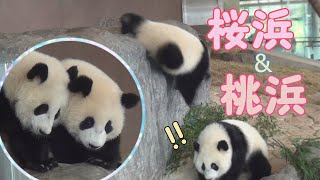 【新居をパトロール✨】🌸桜浜＆桃浜🍑ラブデビューの日✨お祝い企画①【ふたごパンダ】Giant Panda -Ouhin&Touhin🌸🍑Birthday soon…