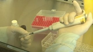 US Scientists Developing Bird Flu Vaccine for H7N9 Strain
