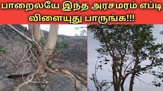 பாறையில் வளரும் நம் மாநில மரம் அரசமரம்