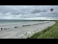 Mass stranding of 77 pilot whales on Scottish island